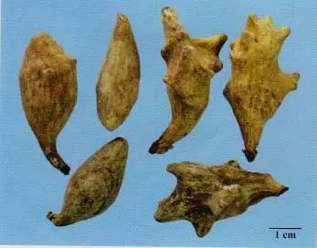 記住這些相似中藥的鑒定技巧，10月26日執(zhí)業(yè)藥師考場不丟分！