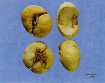 記住這些相似中藥的鑒定技巧，10月26日執(zhí)業(yè)藥師考場不丟分！