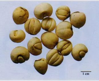 記住這些相似中藥的鑒定技巧，10月26日執(zhí)業(yè)藥師考場不丟分！