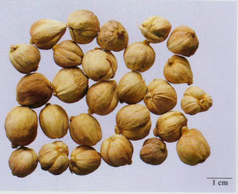 記住這些相似中藥的鑒定技巧，10月26日執(zhí)業(yè)藥師考場不丟分！