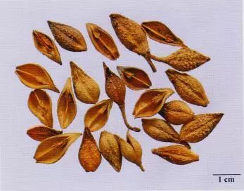 記住這些相似中藥的鑒定技巧，10月26日執(zhí)業(yè)藥師考場不丟分！