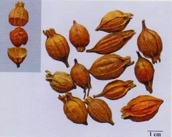 記住這些相似中藥的鑒定技巧，10月26日執(zhí)業(yè)藥師考場不丟分！