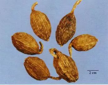 記住這些相似中藥的鑒定技巧，10月26日執(zhí)業(yè)藥師考場不丟分！