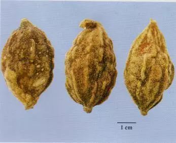 記住這些相似中藥的鑒定技巧，10月26日執(zhí)業(yè)藥師考場不丟分！