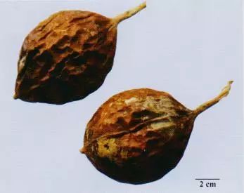 記住這些相似中藥的鑒定技巧，10月26日執(zhí)業(yè)藥師考場不丟分！