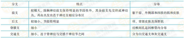 脊神經(jīng)的分支及其特點和分布 脊神經(jīng)的分支及其特點和分布