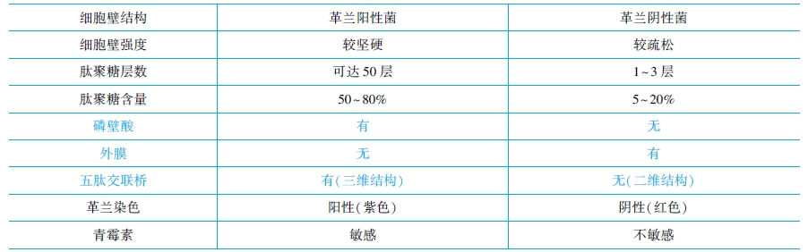 革蘭氏陽性菌與陰性菌結(jié)構(gòu)特點