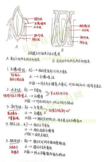 牙周膜主纖維束分布示意圖 牙周膜主纖維束分布示意圖