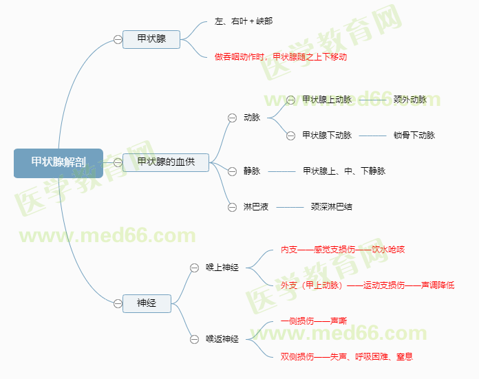甲狀腺解剖 甲狀腺解剖