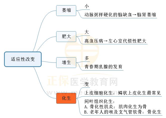 1.適應性改變思維導圖 1.適應性改變思維導圖
