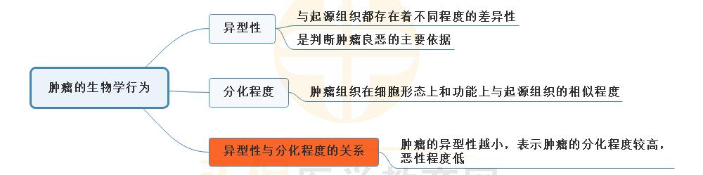 3.腫瘤的生物學行為思維導圖 3.腫瘤的生物學行為思維導圖