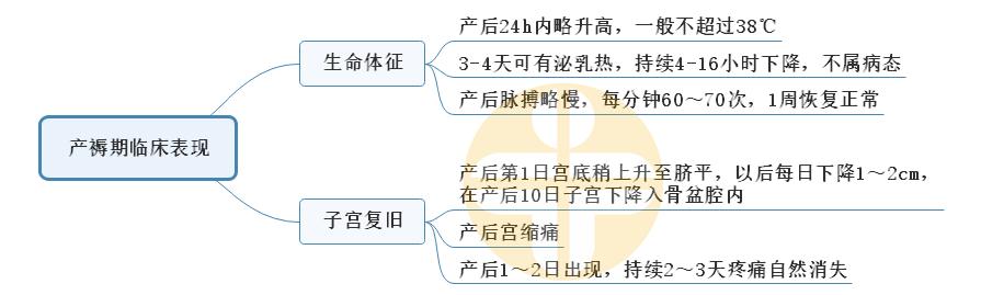 5.產褥期臨床表現(xiàn) 5.產褥期臨床表現(xiàn)