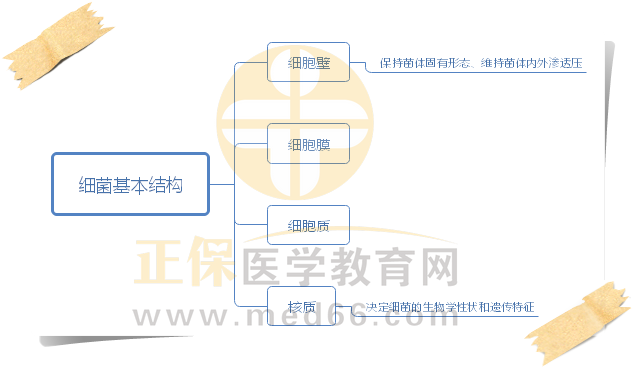 3.細菌基本結構 3.細菌基本結構