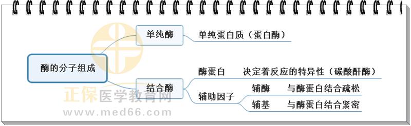 2.酶的分子組成思維導(dǎo)圖 2.酶的分子組成思維導(dǎo)圖