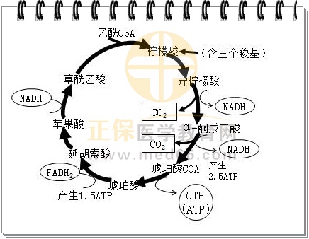 3.三羧酸循環(huán)思維導(dǎo)圖 3.三羧酸循環(huán)思維導(dǎo)圖