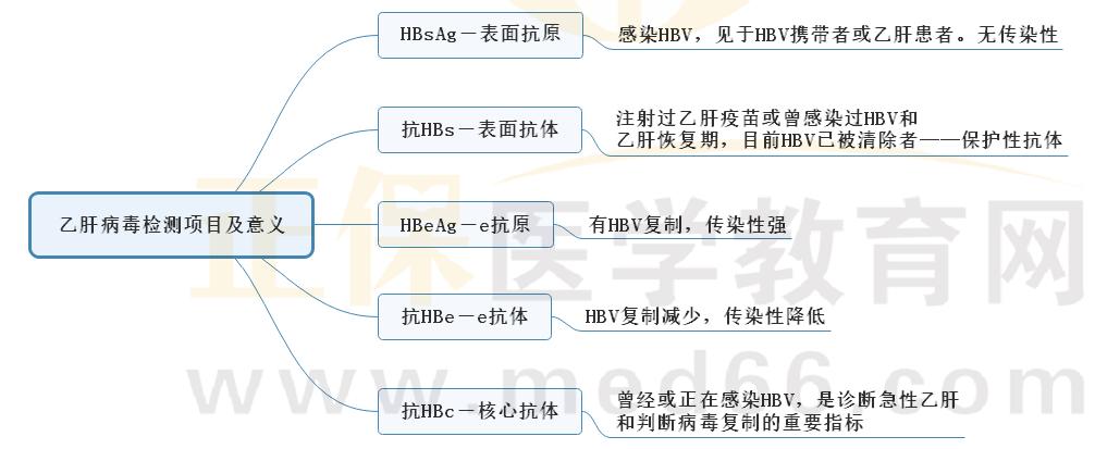 4.乙肝病毒檢測(cè)項(xiàng)目及意義 4.乙肝病毒檢測(cè)項(xiàng)目及意義