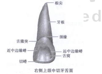 舌面的各個結(jié)構(gòu) 舌面的各個結(jié)構(gòu)