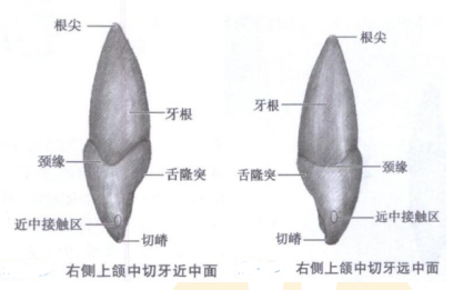 近中面和遠(yuǎn)中面的各個結(jié)構(gòu) 近中面和遠(yuǎn)中面的各個結(jié)構(gòu)