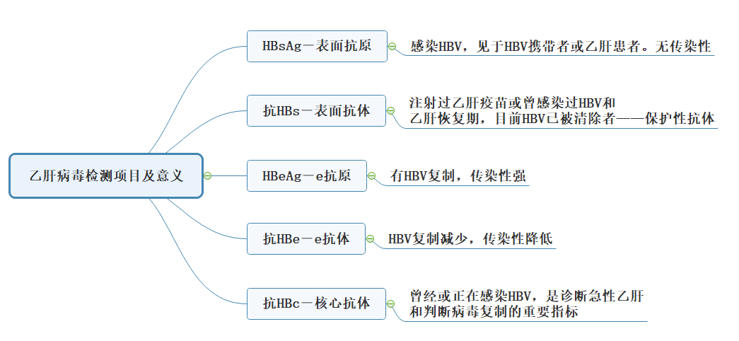 乙肝病毒檢測項目及意義