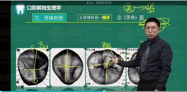 下頜第一恒磨牙(牙合)面形態(tài) 下頜第一恒磨牙(牙合)面形態(tài)