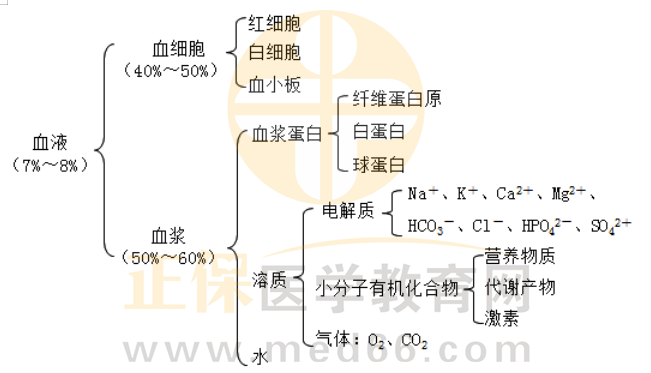 血液的組成 血液的組成