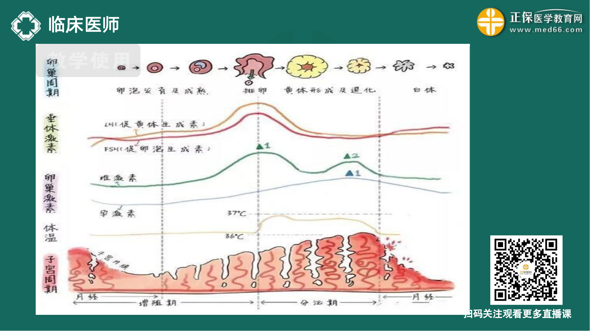 20221110-臨床醫(yī)師講義-于多多_173