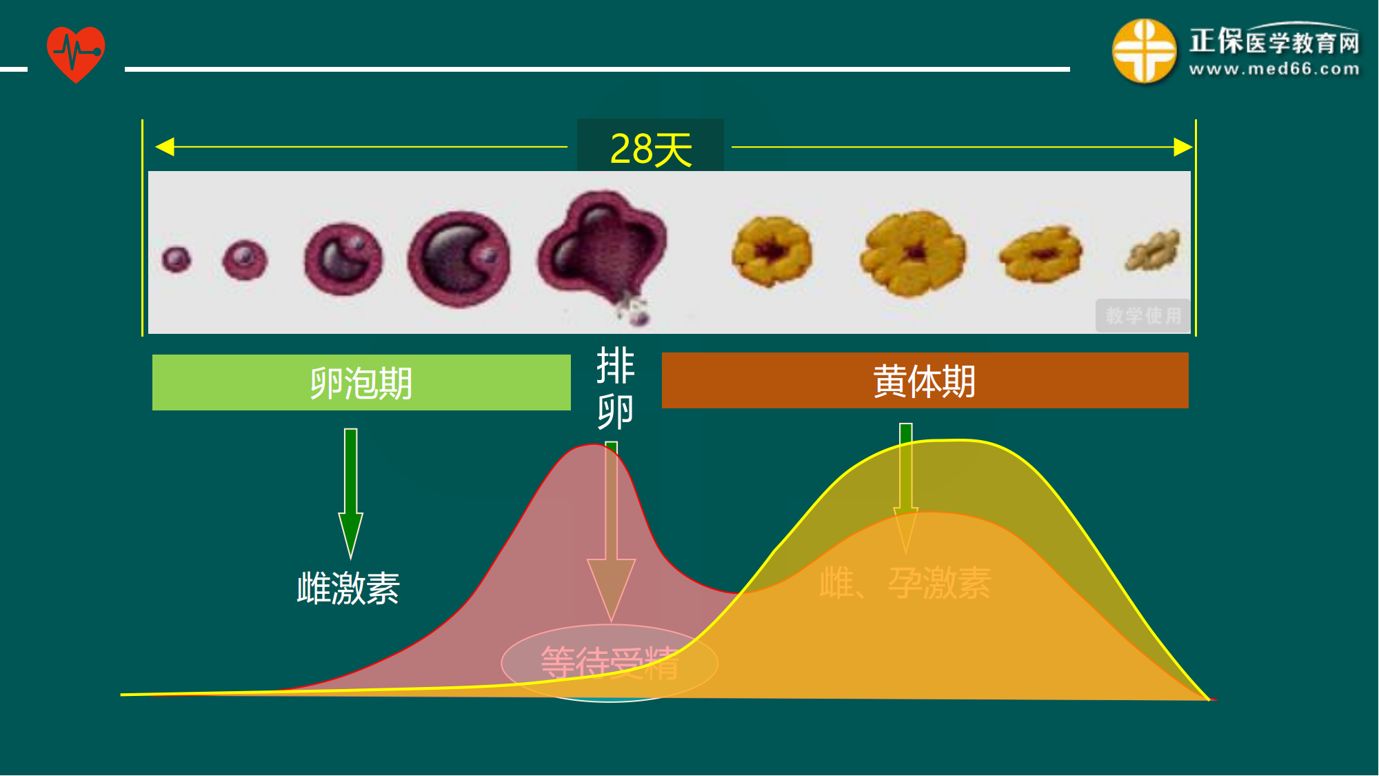 20221205-臨床公開(kāi)課講義-景晴_06 20221205-臨床公開(kāi)課講義-景晴_06