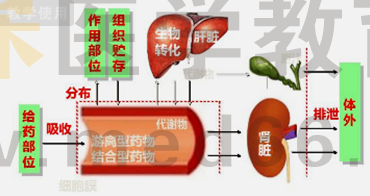 藥物體內(nèi)過(guò)程 藥物體內(nèi)過(guò)程