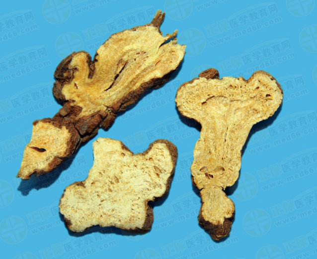 白術(shù) 白術(shù)