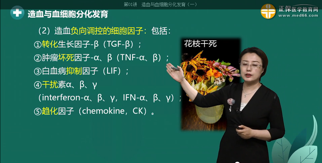 造血負(fù)向調(diào)控的細(xì)胞因子 造血負(fù)向調(diào)控的細(xì)胞因子