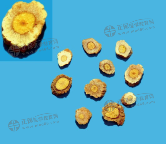 板藍(lán)根 板藍(lán)根